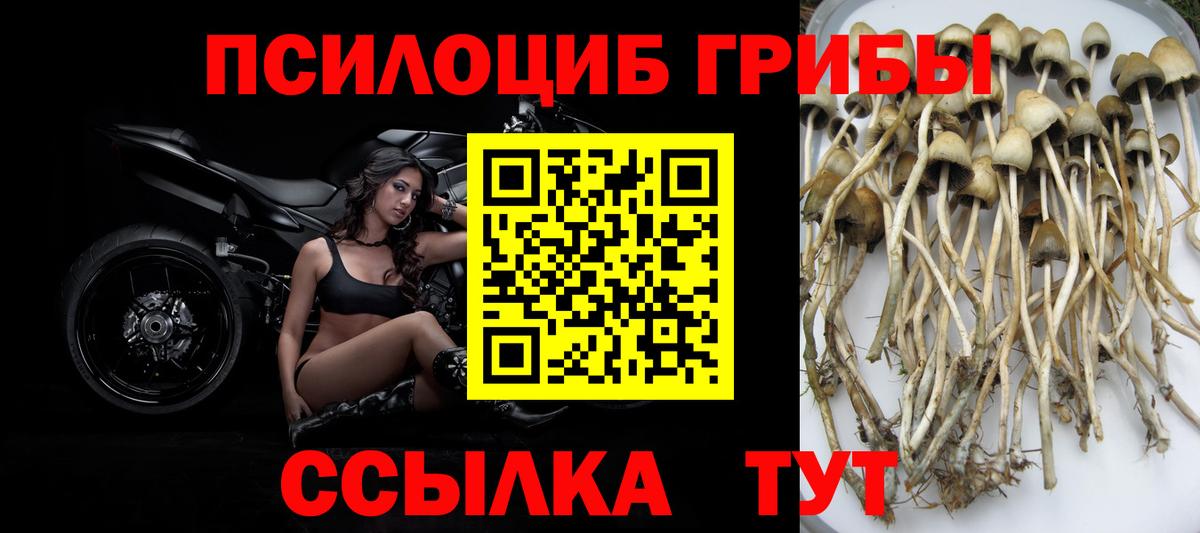 Камень-на-Оби  Галлюциногенные грибы Cubensis  Вход с VPN 